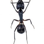 Fourmis charpentière