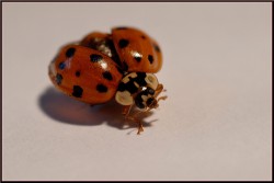 coccinelle