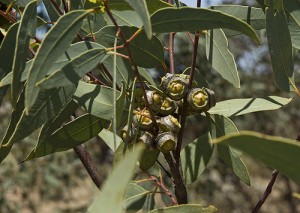 eucalyptus 