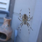 Araneus diadematus 