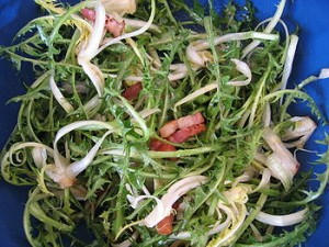 Salade de  Pissenlit 