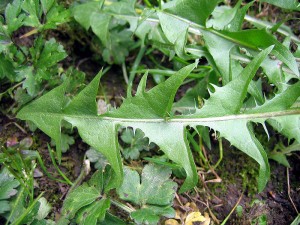 feuilles de pissenlits