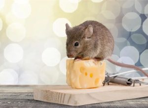 Appâts maison pour pièges à souris - Conseils pour le piégeage - Nos réponses